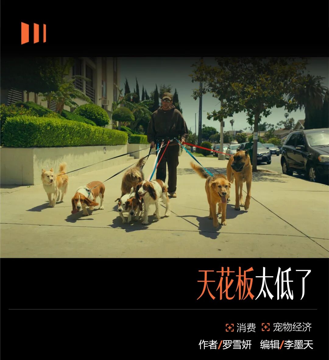 宠物经济没有风口